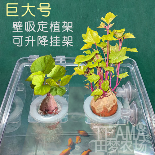 巨大号水族鱼缸水草定植挂架水草固定篮造景装饰植物定植杯