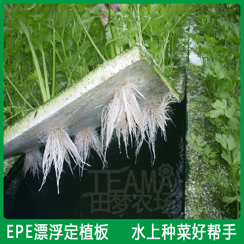 水上种菜漂浮定植板无土栽培种菜