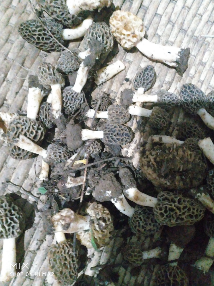 清明下雨老妈下地捡的出野生羊肚菌质优价美量少羊肚菌纯野生