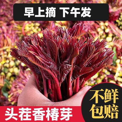 2026现货香椿芽嫩芽新鲜现摘露天野生头茬四川红油香椿芽应季蔬菜