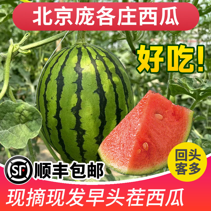 北京庞各庄西瓜小糖丸西瓜迷你手剥小西瓜水果新鲜冰糖小吊瓜顺丰
