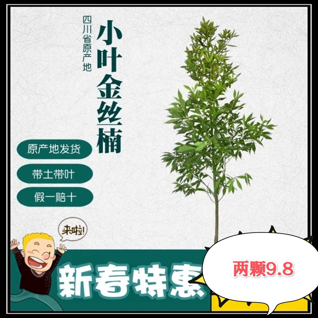 四川金丝楠木树苗小叶桢楠苗大苗