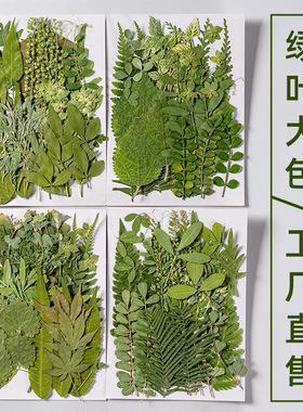 真树叶植物标本 幼儿园手工贴画干花压花DIY写真贴脸装饰干花妆
