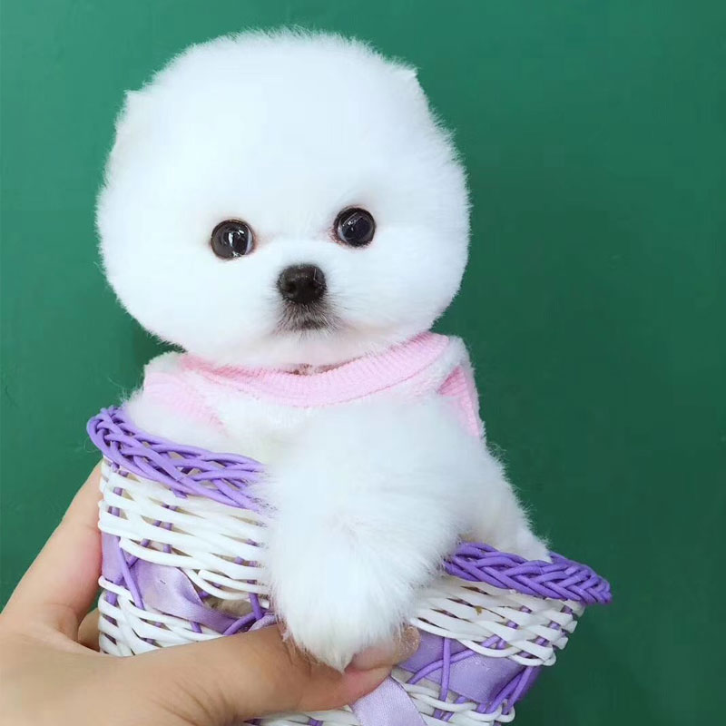 全国发货纯种博美活体幼犬金毛拉布拉多萨摩耶哈士奇阿拉斯加德牧