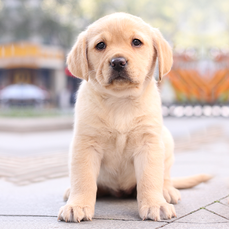 南通?#35760;?#32431;种短毛拉布拉多幼犬活体神犬小七黑色导盲犬宠物狗