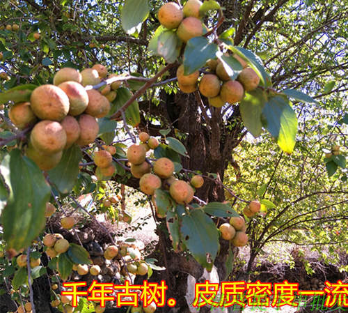 带皮原籽通货按斤青子