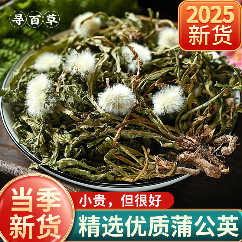 寻百草蒲公英野生整根中图片