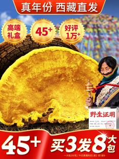 【45+年份桑黄】西藏直发野生桑黄共500g西藏央吉莫拉正品非灵芝