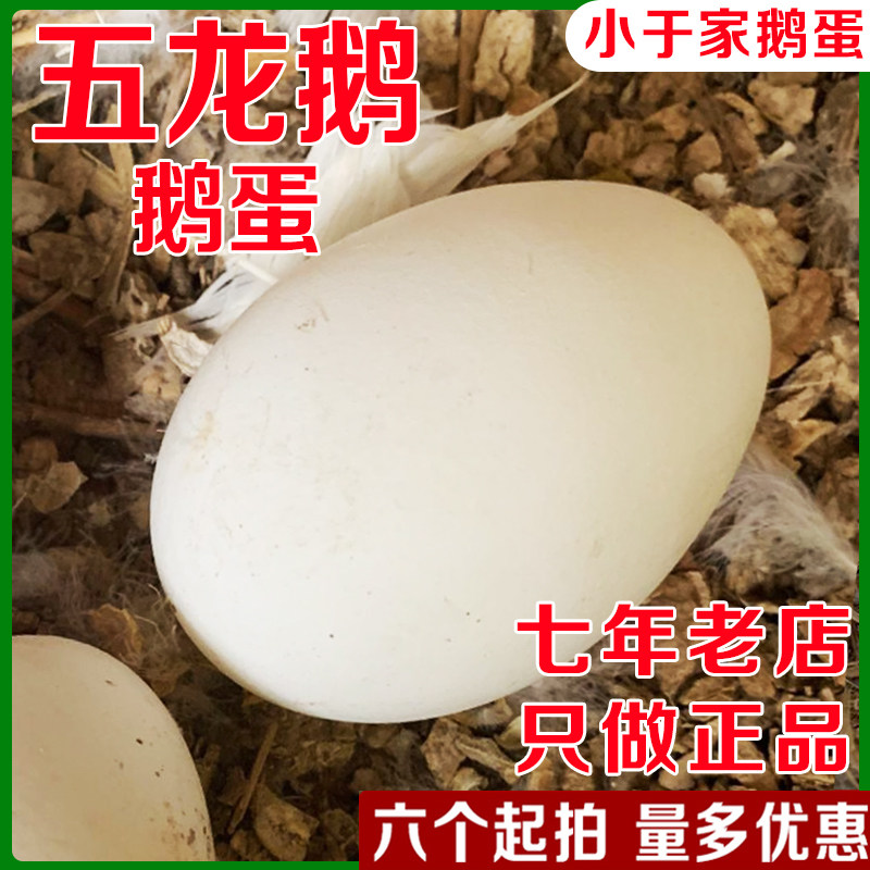 正宗五龙鹅蛋豁眼鹅高产蛋鹅小于家新鲜散养鹅蛋百子鹅产蛋180,水产肉类/新鲜蔬果/熟食,鹅蛋,淘宝优惠券,粉丝福利购,淘宝优惠卷