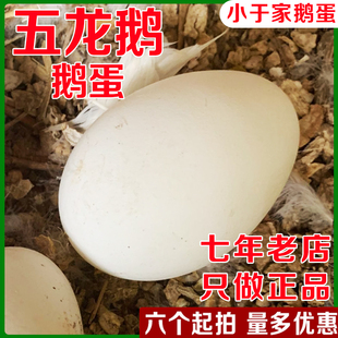 正宗五龙鹅蛋豁眼鹅高产蛋鹅小于家新鲜散养鹅蛋百子鹅产蛋180