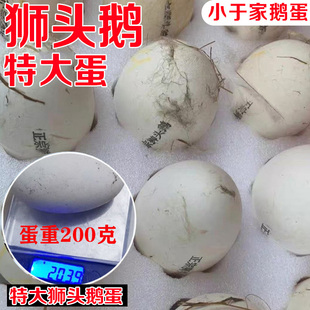 正宗潮汕狮头鹅蛋特大灰狮头鹅蛋新鲜狮子头广东山东单枚拍16整箱