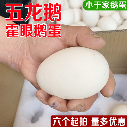 正宗五龙鹅蛋豁眼鹅高产蛋鹅新鲜散养鹅蛋百子鹅白鹅年产蛋180