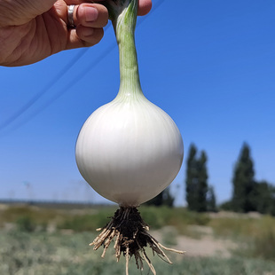 萨力娅 新疆五家渠新鲜洋葱头现摘现发白色洋葱头新鲜现挖蔬菜5斤