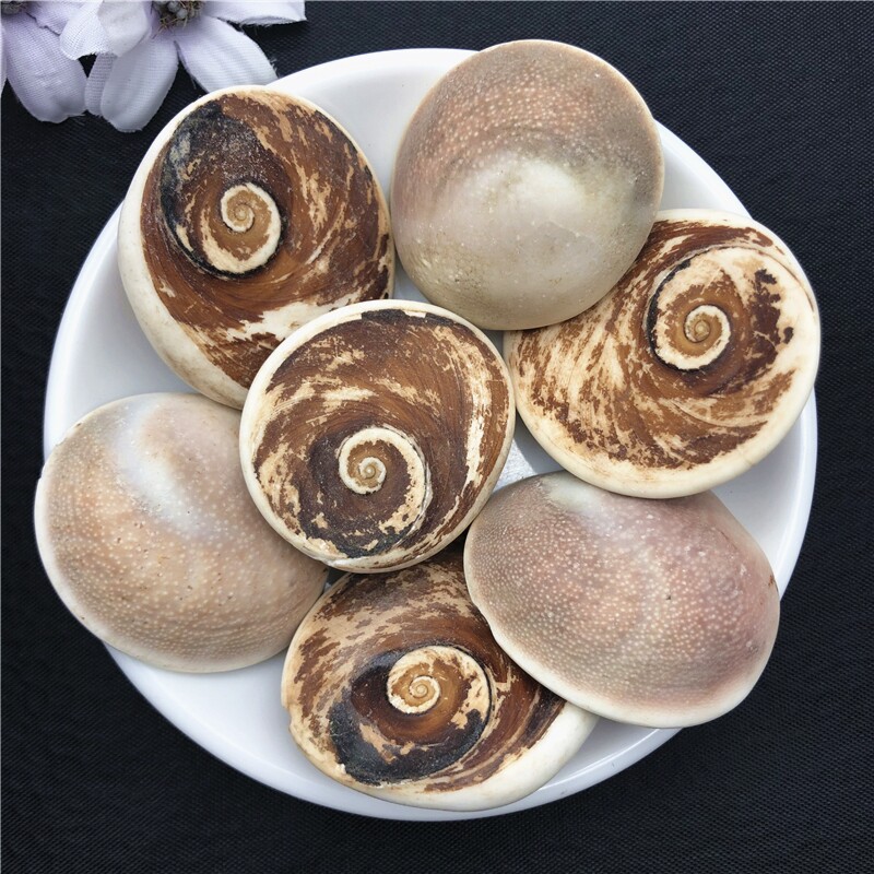 天然马达加斯加太阳贝化石海贝水云母贝壳扇贝化石古生物教学标本