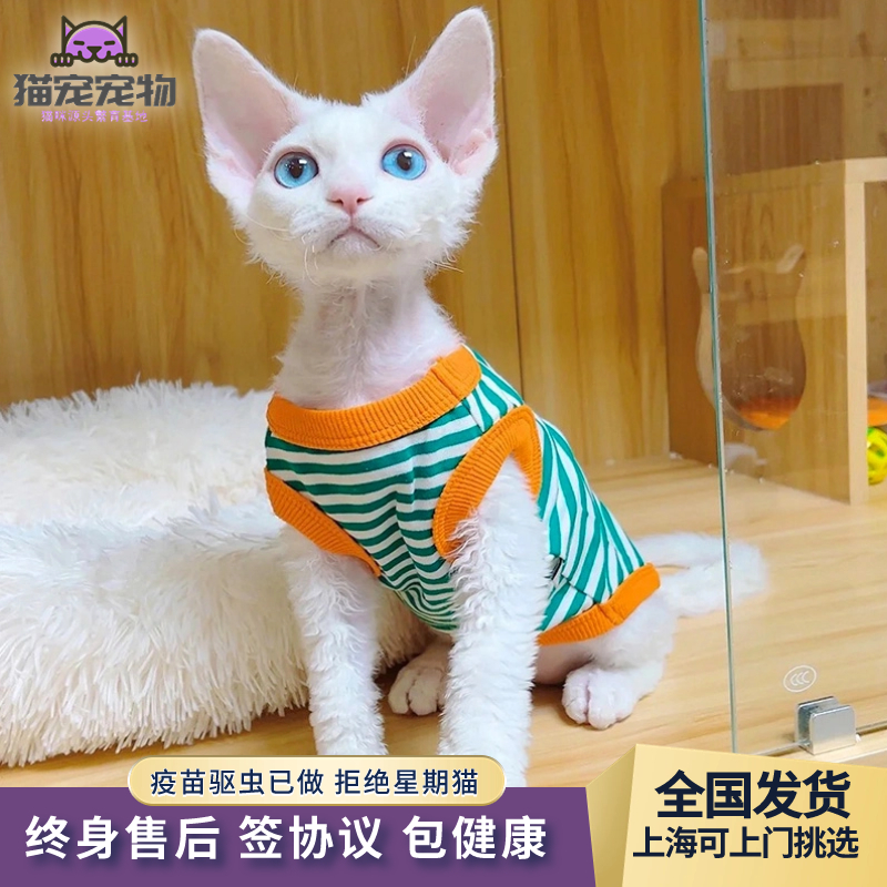 德文卷毛猫幼猫纯种活体赛级宠物猫咪不掉毛聪明纯白蓝眼德文幼崽