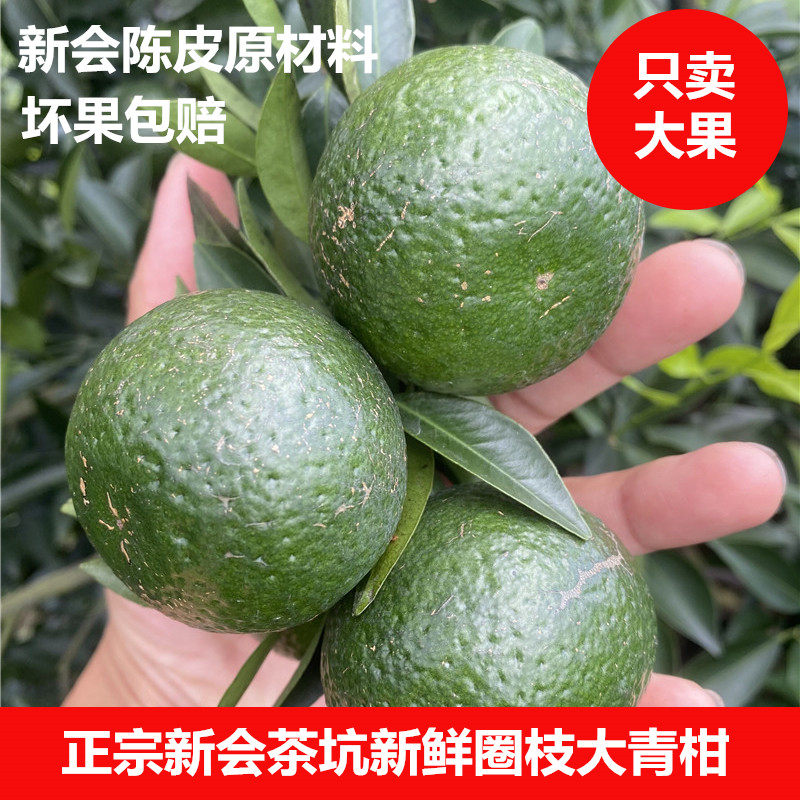 新会茶坑9年老树圈枝大青鲜果