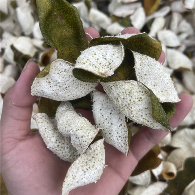 真实树龄茶坑14年老树圈枝大红皮