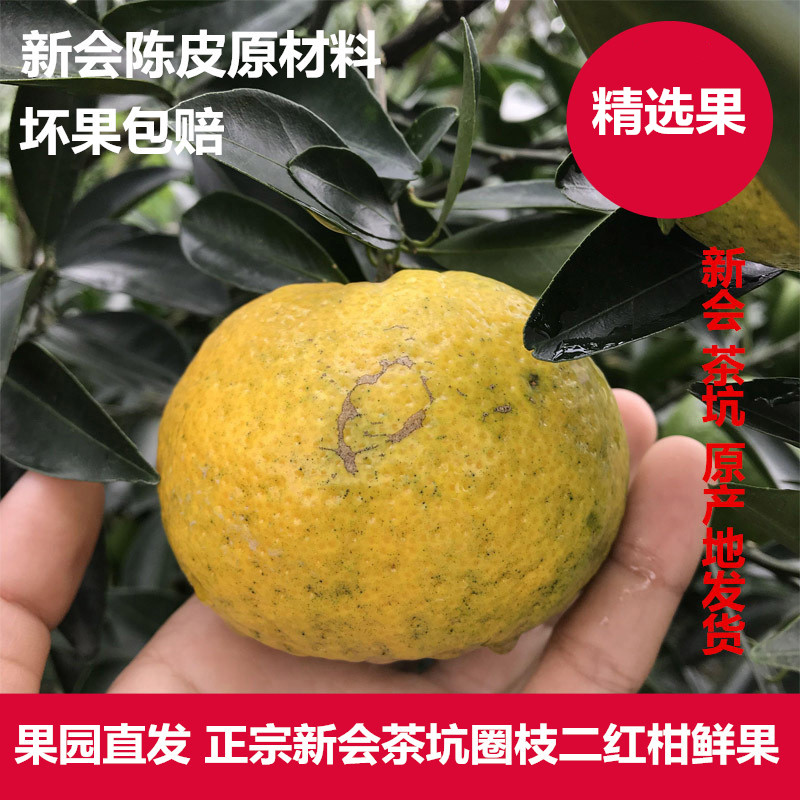 茶坑果农新会圈枝柑鲜果大红柑