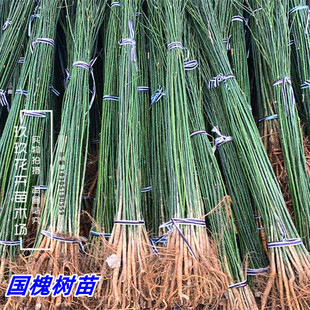 国槐树苗大树国槐小苗黄金槐垂槐龙爪槐刺槐树庭院行道工程绿化苗