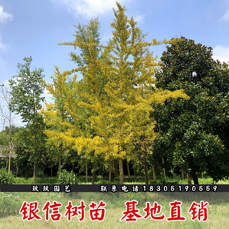 占地拆迁银杏树白果树庭院绿化