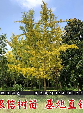 银杏树活苗白果树苗占地拆迁银杏苗小苗庭院绿化植物大树四季金叶