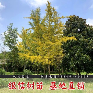 銀杏樹活苗白果樹苗占地拆遷銀杏苗小苗庭院綠化植物大樹四季 金葉