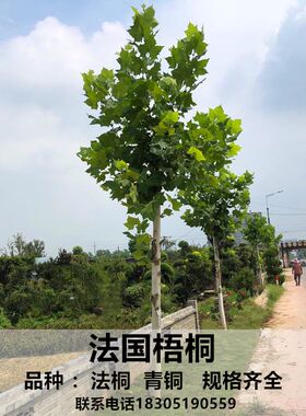 法国速生青皮庭院工程梧桐树苗