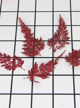 押花乌蕨染红色压花团扇叶材植物画树叶工艺品材料DIY贺卡干花材