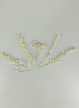 干花刺藜鸡冠草刺黎手工贴画叶材