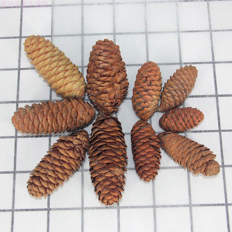 天然干果松果塔松果教学标本长松果diy干花材料拍摄物料复古装饰,家居饰品,干花/花瓣/干花包/干树枝,淘宝优惠券,粉丝福利购,淘宝优惠卷