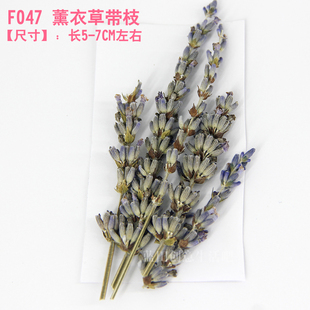 新品 天然干花压花薰衣草带枝DIY香薰蜡片蜡烛花材自制贺卡材料