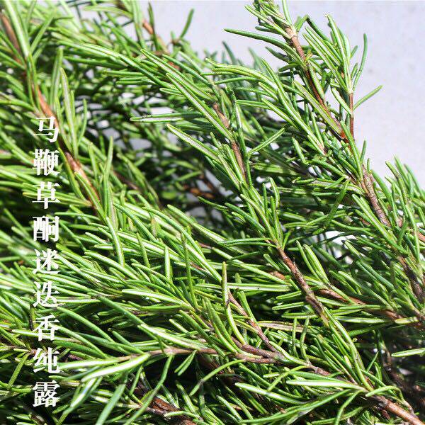 包邮 马鞭草酮迷迭香纯露 500ml 爽肤水花水饱合 化妆水 水膜敷脸