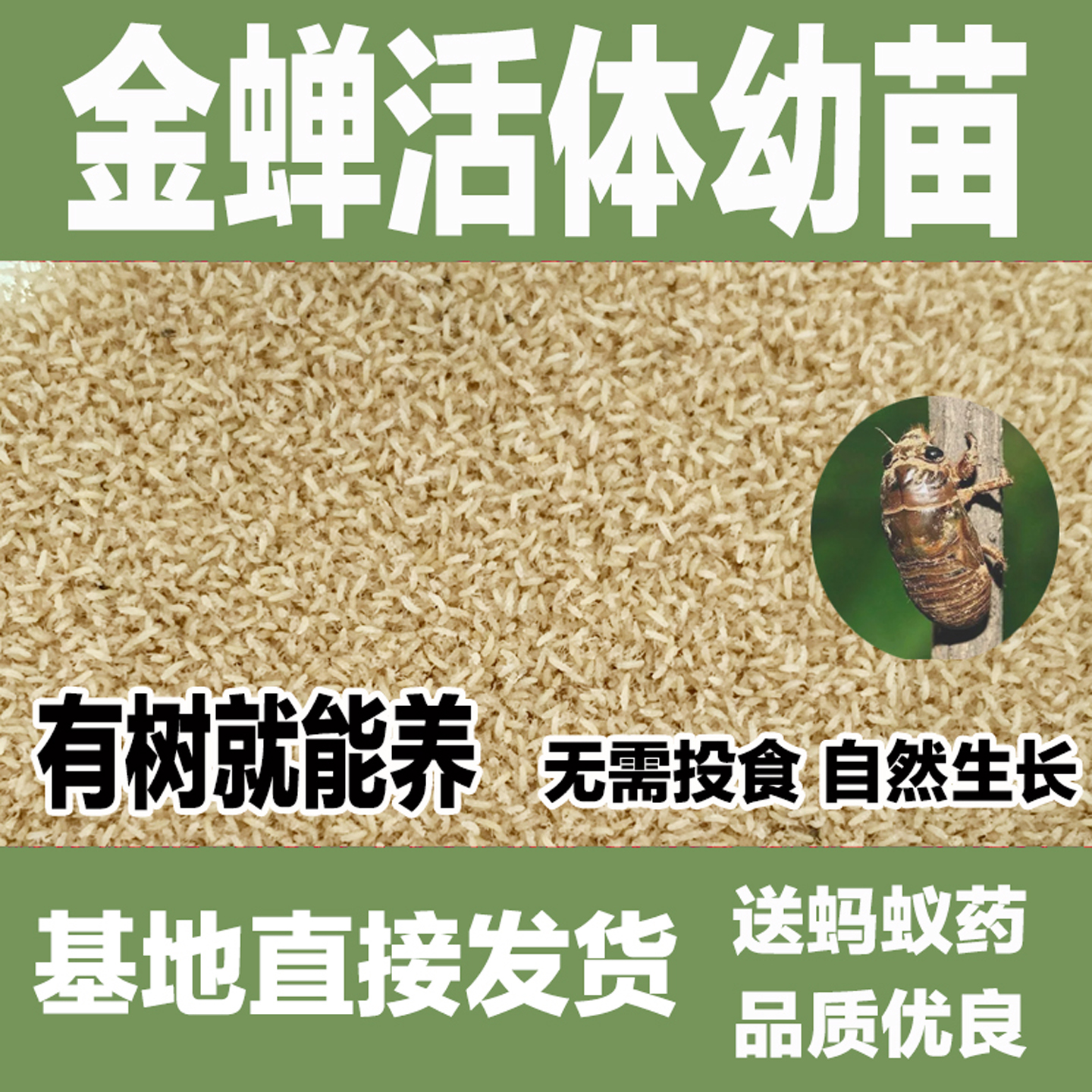 金蝉爬蚱爬叉蝉知了种子人工养殖蝉虫苗活苗蝉虫鲜活蝉蚁幼虫幼苗