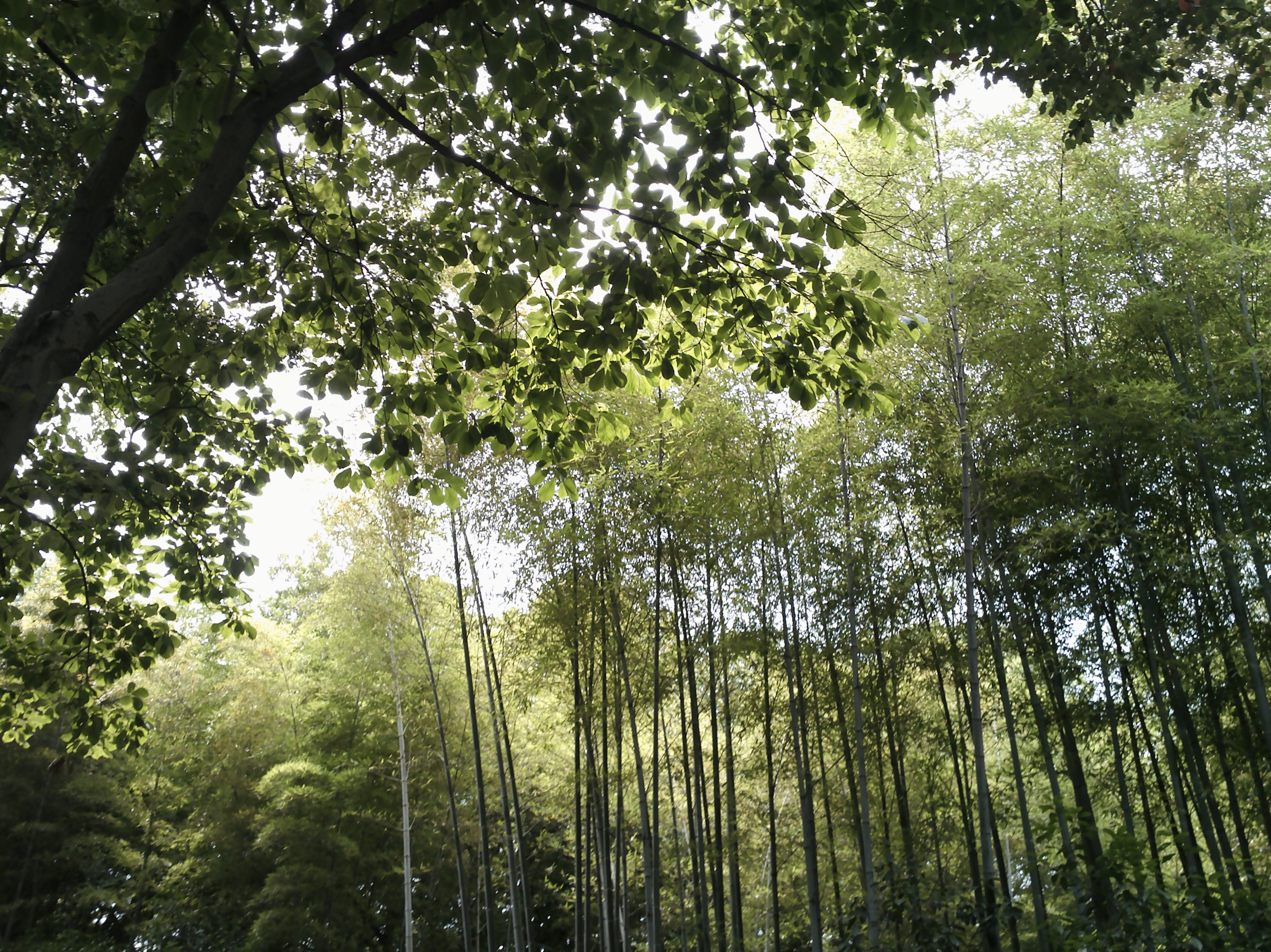 SHUZHI 디지털 카메라 컬렉션 CCD 카드 기계 엄지 DV 키체인 미러리스 싱글 포켓 카메라 학생 선물