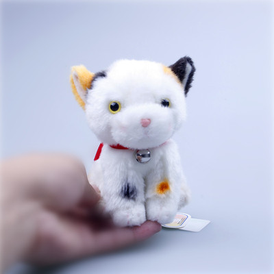 新品猫咪TAKENOKO儿童节