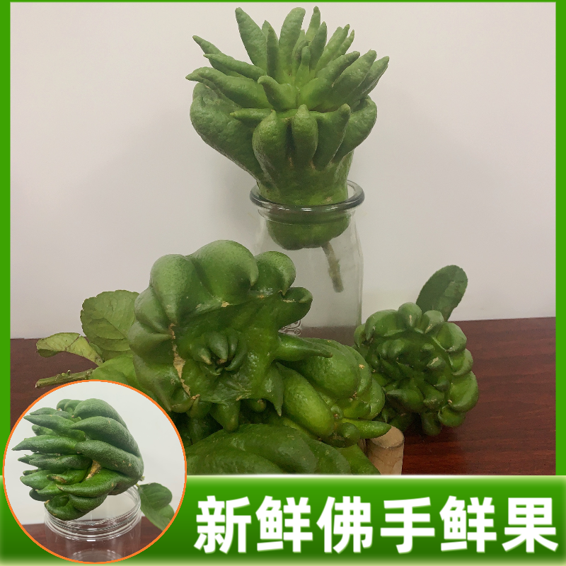 (一物一拍)佛手柑佛手果水培水养佛手果佛手柑清供供