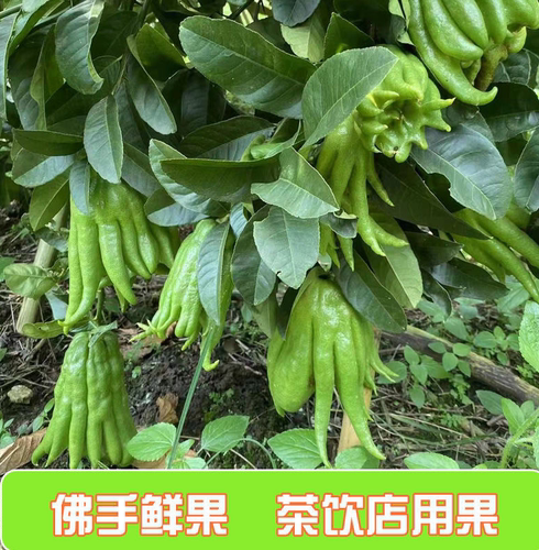 【新鲜现摘】新鲜茶饮佛手果佛手柑拳头果佛手鲜果食用产地发货