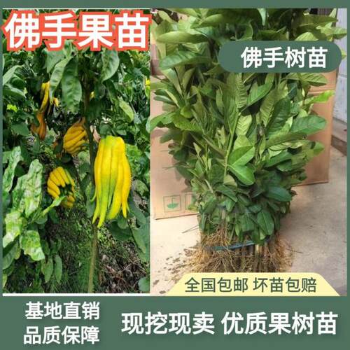 佛手苗广东盆栽佛手果苗金佛手苗木佛手树苗药用苗包邮 - 封面