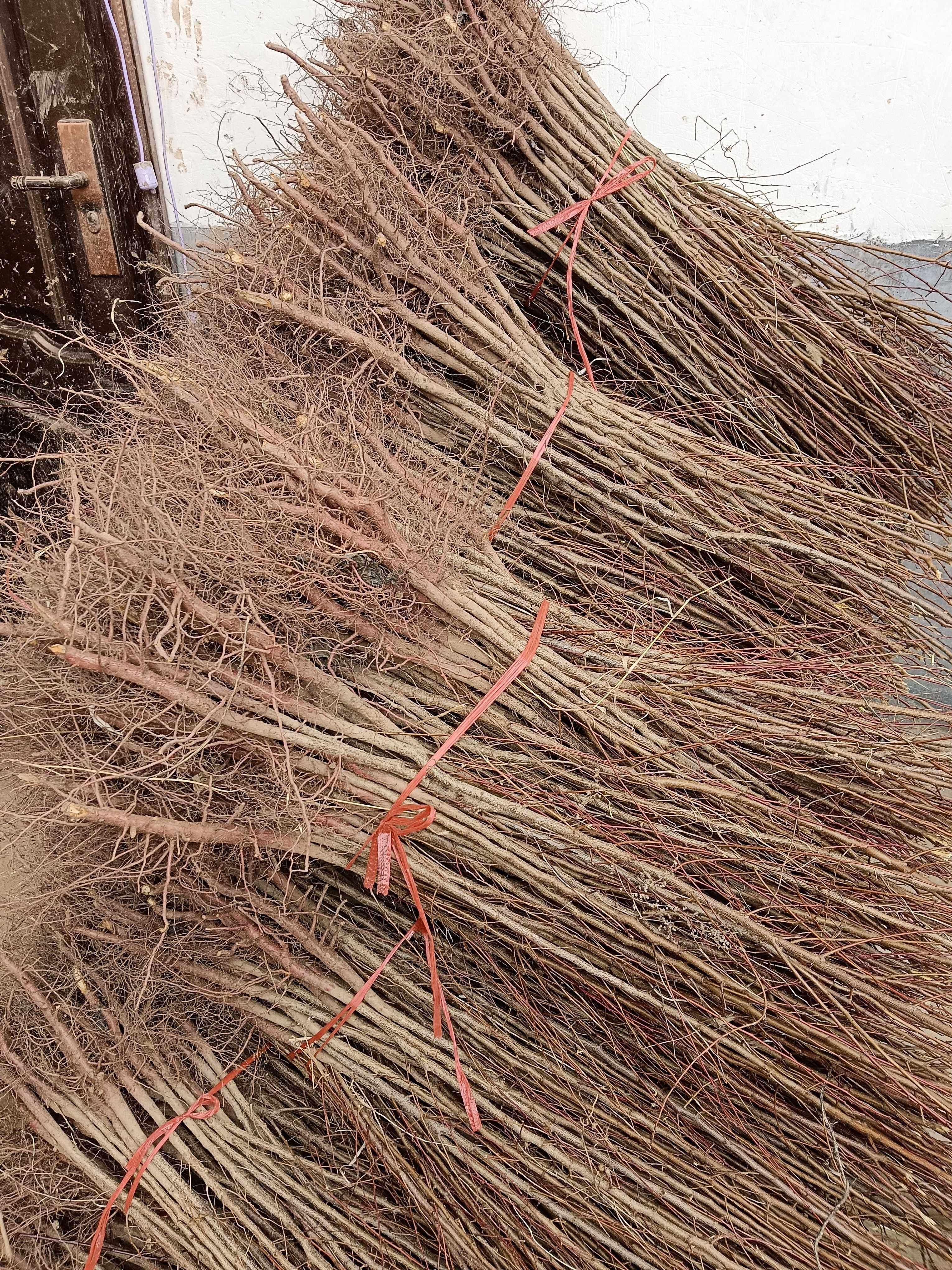 杏树 杏子 杏树苗 杏 杏子树苗 占地苗 砧木 山杏 实生苗 果树苗,鲜花速递/花卉仿真/绿植园艺,果树,淘宝优惠券,粉丝福利购,淘宝优惠卷