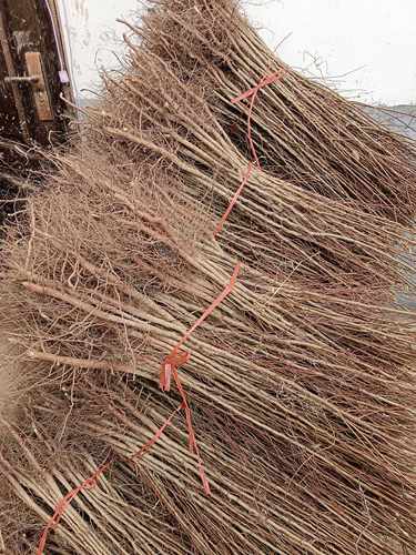 占地苗砧木山杏实生苗