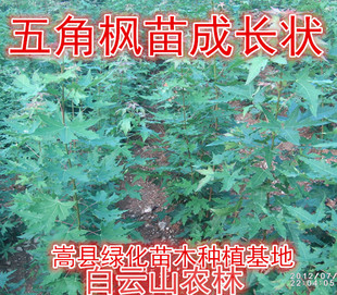 五角枫苗 五角枫树苗 枫树 元宝枫 枫树苗 绿化树 色木槭 彩叶树