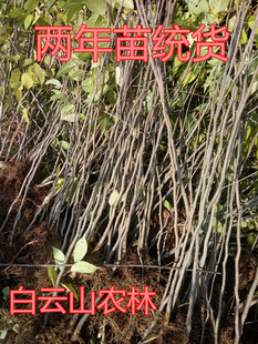 杜仲树苗 杜仲树 胶树 中药材苗木 杜仲苗 绿化苗木 经济林苗木