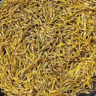 2025年正宗秋茶寒露黄金芽茶叶 回味甘甜 浓香耐泡 一芽一叶250克