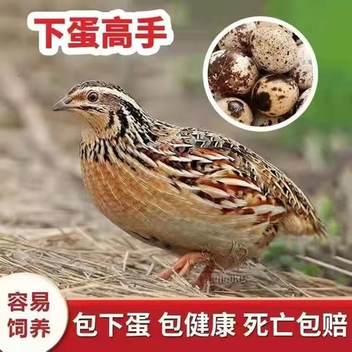 鹌鹑活鸟下蛋可繁殖鹌鹑活苗家养鸡阳台养小鸡宠物活体鹌鹑鸡活物 - 封面