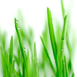 带喷头 青草 纸卡包装  气味控 香味图书馆 demeter香水 2ml