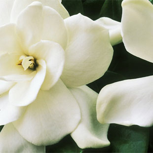 带喷头 栀子花 持久留香  气味控 香味图书馆 香水 2ml