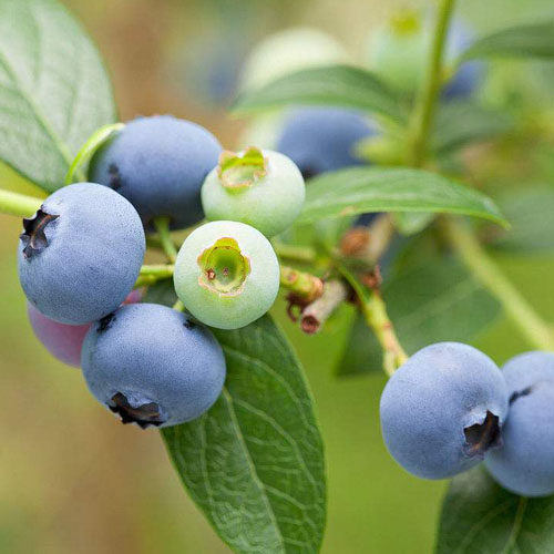 蓝莓 喷到身上好想吃 香味图书馆demeter香水 男香女香 香水 2ml