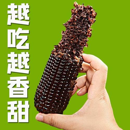 【25年源头12根5-6斤】东北黑糯玉米甜糯玉米棒花青素早餐真空3根