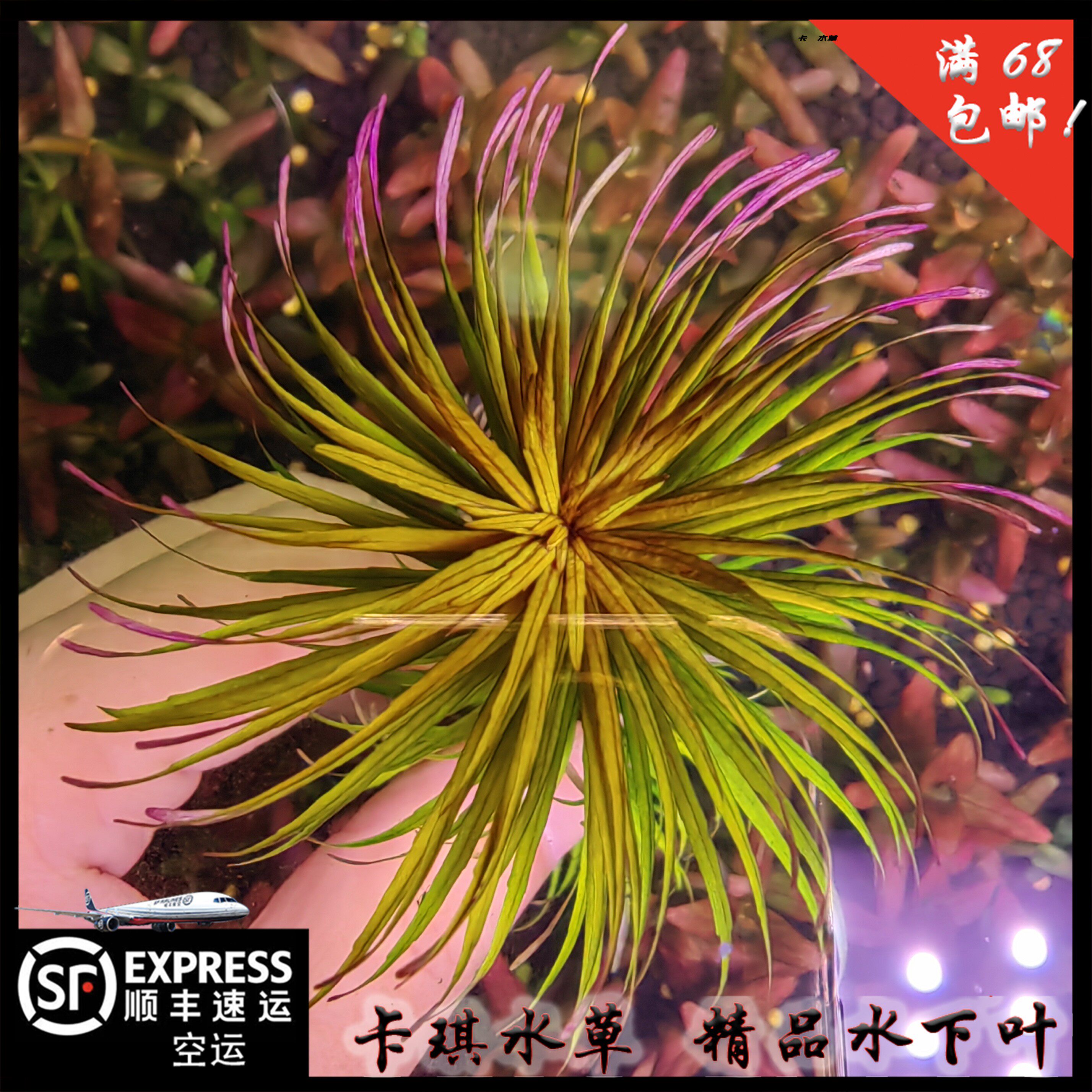 百叶太阳 精品水下叶中后景水草淡水草缸厂家直销顺丰空运