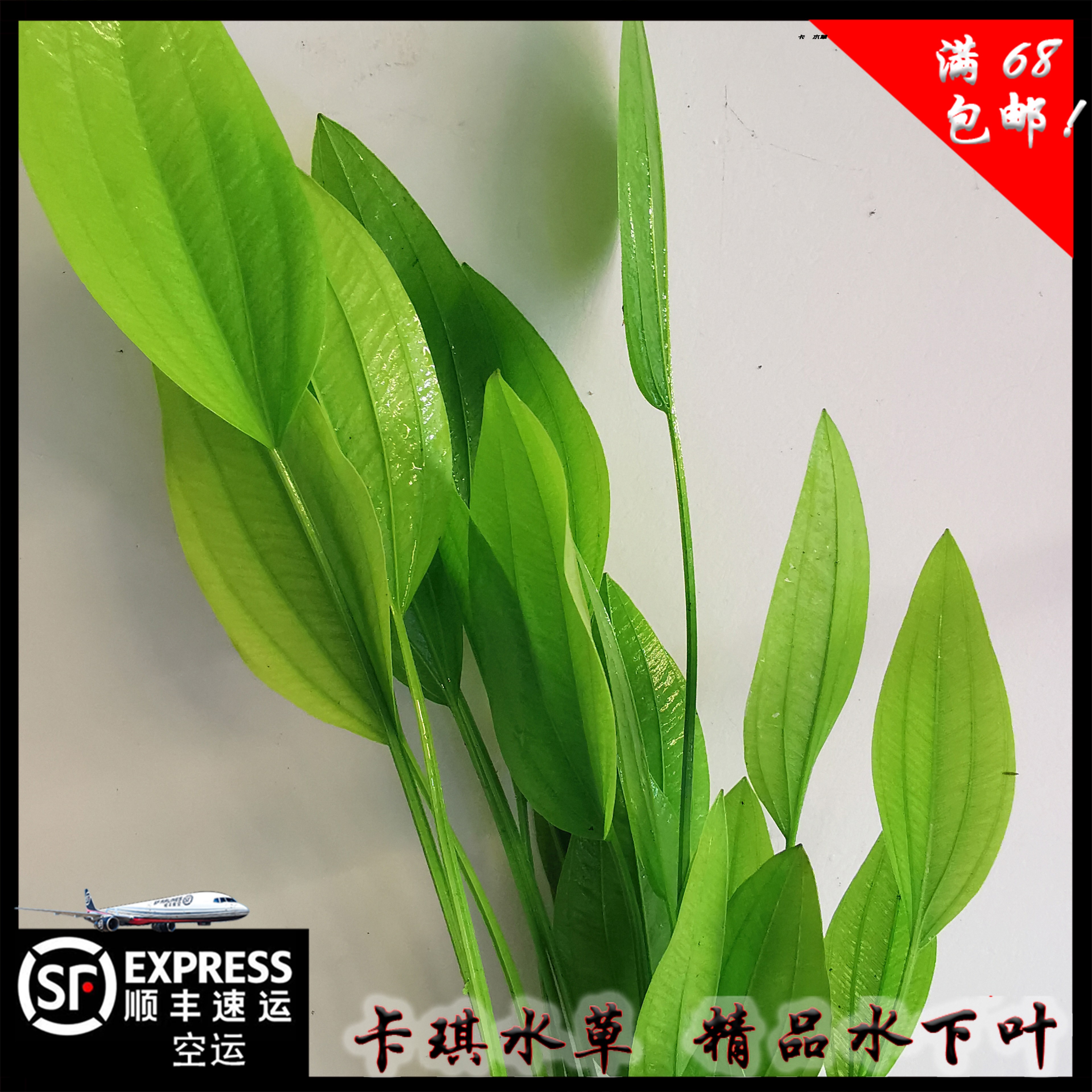 阿根廷皇冠挺水植物淡水草缸